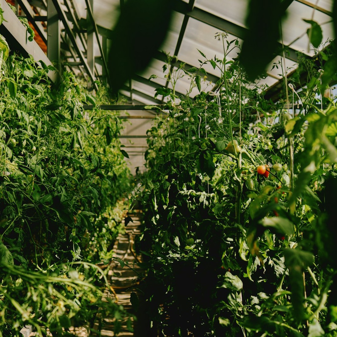 Plant and flower supply sample image